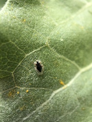 Corythucha immaculata