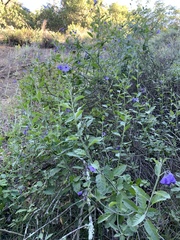 Solanum umbelliferum