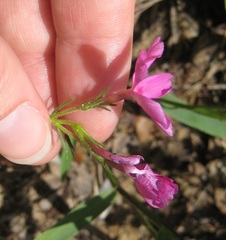 Phlox nivalis texensis