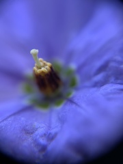 Solanum umbelliferum