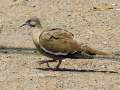 Zenaida asiatica