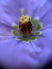 Solanum umbelliferum