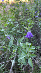 Solanum umbelliferum