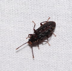 Ulodidae