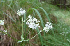 Astrantia carniolica