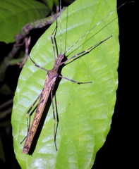 Pseudophasma marmoratum