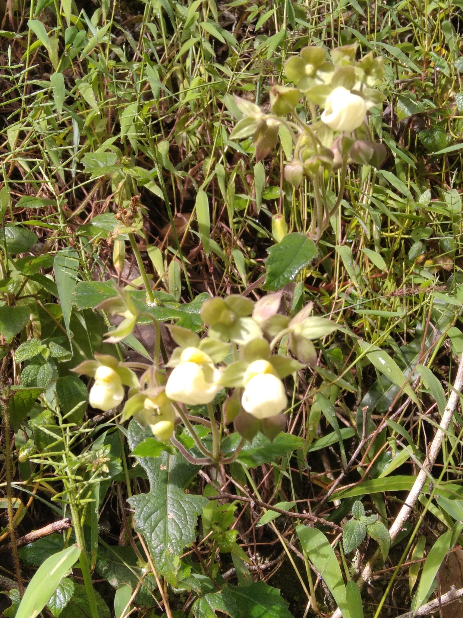 Calceolaria sericea image