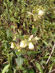 Image of Calceolaria sericea