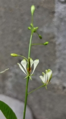 Cleome serrata