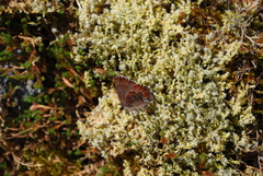 Callophrys mossii