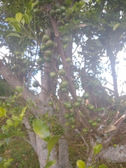 Trichilia havanensis