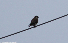 Falco sparverius sparverius