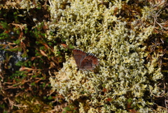 Callophrys mossii