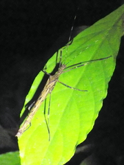 Pseudophasma marmoratum