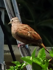 Columbina talpacoti