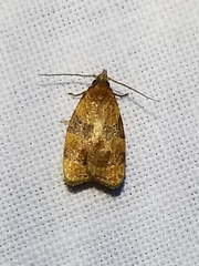 Cenopis diluticostana