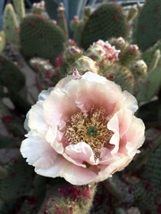 Opuntia leucotricha