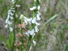 Spiranthes graminea