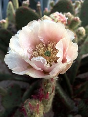 Opuntia leucotricha