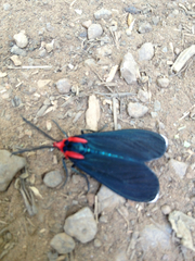 Ctenucha rubroscapus
