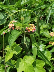 Lantana camara