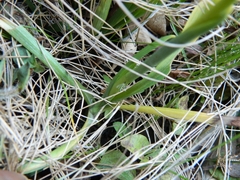 Spiranthes graminea
