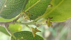 Putranjiva formosana