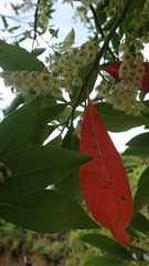 Elaeocarpus sylvestris