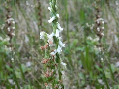 Spiranthes graminea