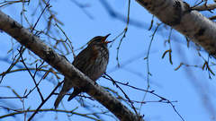 Turdus iliacus