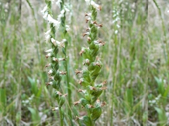 Spiranthes graminea
