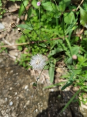 Emilia sonchifolia