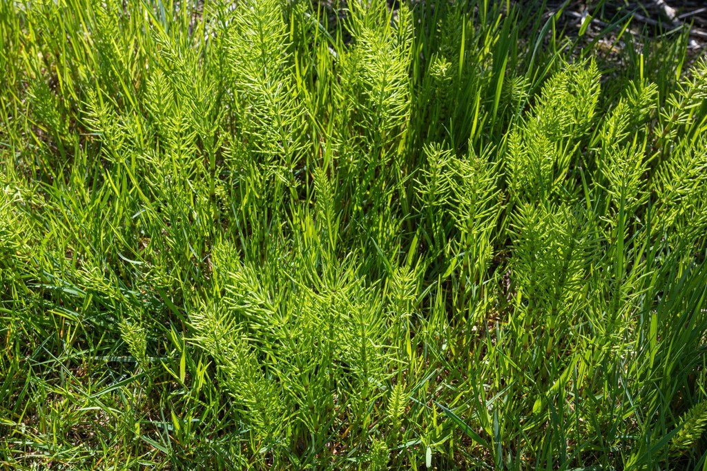 field horsetail from Greater Vancouver, British Columbia, Canada on May