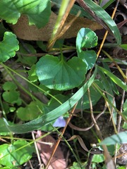 Viola perreniformis