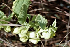Hermannia grandistipula