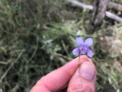 Viola perreniformis