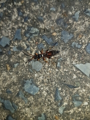Ichneumon promissorius