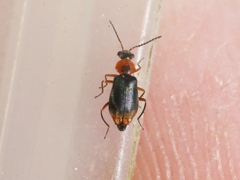Hypebaeus bicolor