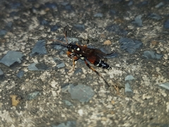 Ichneumon promissorius
