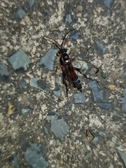 Ichneumon promissorius
