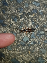 Ichneumon promissorius