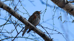 Turdus iliacus