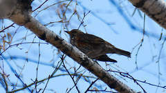 Turdus iliacus