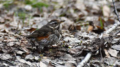 Turdus iliacus
