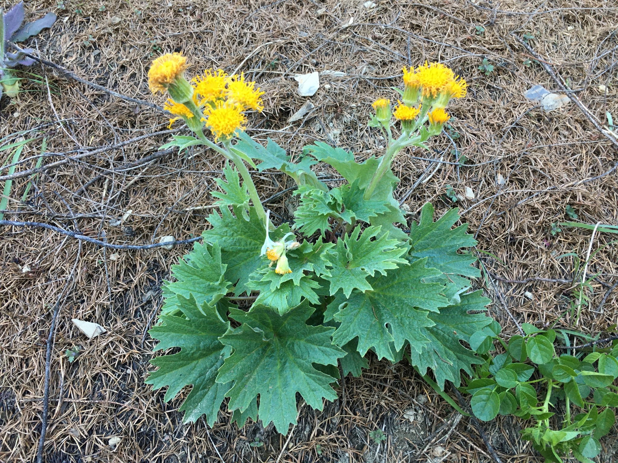 Cacaliopsis nardosmia