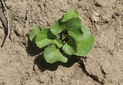 Dichondra occidentalis