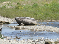 Alcedo atthis