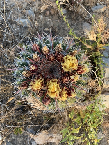 Ferocactus viridescens
