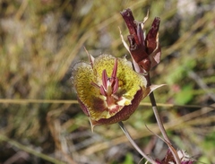 Calochortus weedii intermedius