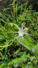 Hymenocallis acutifolia